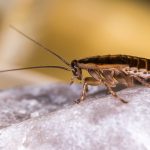 blattella germanica, german cockroach, unhygienic