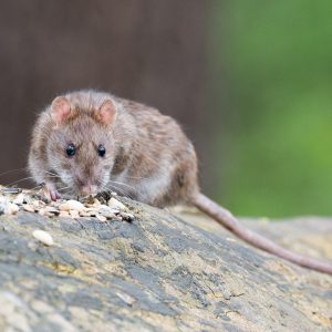 brown rat, animal, rodent