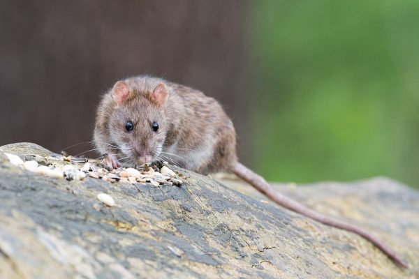 brown rat, animal, rodent