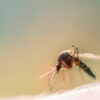 Macro shot of a mosquito on human skin sucking blood