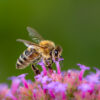 Macro of a bee pollinating on a flower blossom